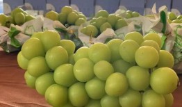 葡萄事件爆料最新消息,真相逐步浮出水面